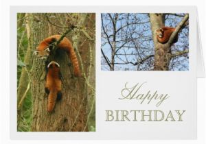 Red Panda Birthday Card Red Panda Birthday Greeting Card Zazzle