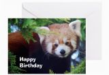 Red Panda Birthday Card Red Panda Greeting Card by Intothewildphotography