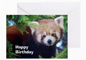 Red Panda Birthday Card Red Panda Greeting Card by Intothewildphotography