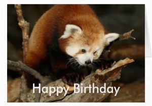 Red Panda Birthday Card Red Panda Greeting Card Zazzle