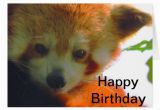 Red Panda Birthday Card Red Panda Greeting Card Zazzle