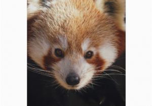 Red Panda Birthday Card Red Panda Greeting Card Zazzle