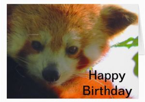 Red Panda Birthday Card Red Panda Greeting Card Zazzle