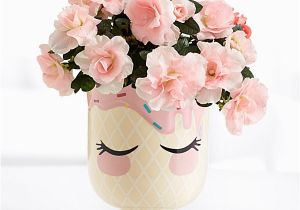 Send Birthday Flowers Cheap Send Birthday Plants Online Birthday Gift Plants