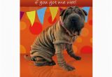 Shar Pei Birthday Card Fun Shar Pei Birthday Card with Birthday Humor Zazzle