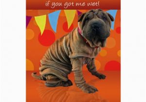 Shar Pei Birthday Card Fun Shar Pei Birthday Card with Birthday Humor Zazzle