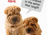 Shar Pei Birthday Card Funny Shar Pei Wrinkly Dog Birthday Card