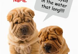 Shar Pei Birthday Card Funny Shar Pei Wrinkly Dog Birthday Card