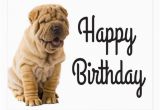 Shar Pei Birthday Card Happy Birthday Chinese Shar Pei Puppy Dog Card Postcard