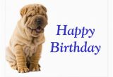 Shar Pei Birthday Card Happy Birthday Chinese Shar Pei Puppy Dog Card Postcard