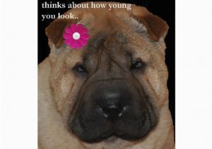 Shar Pei Birthday Card Shar Pei Birthday Card Just Sits Card Zazzle