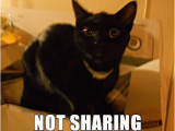 Shared Birthday Meme 25 Best Memes About Birthday Cat Birthday Cat Memes