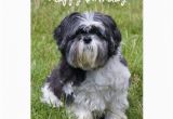 Shih Tzu Birthday Cards Shih Tzu Dog Cute Happy Birthday Greeting Card Zazzle