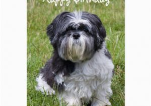 Shih Tzu Birthday Cards Shih Tzu Dog Cute Happy Birthday Greeting Card Zazzle