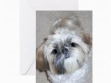 Shih Tzu Birthday Cards Shih Tzu Greeting Card by Admin Cp6609970