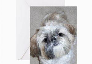 Shih Tzu Birthday Cards Shih Tzu Greeting Card by Admin Cp6609970