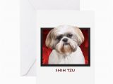 Shih Tzu Birthday Cards Shih Tzu Greeting Card by Ipooprainbows1