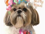 Shih Tzu Birthday Cards Shih Tzu Shihtsu Party Blank Birthday Greeting Card Dog