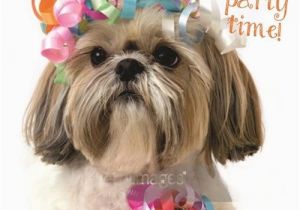 Shih Tzu Birthday Cards Shih Tzu Shihtsu Party Blank Birthday Greeting Card Dog