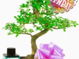 Simple Birthday Gifts for Her Happy Birthday Daisy Balloon Bonsai Gift for Her