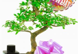 Simple Birthday Gifts for Her Happy Birthday Daisy Balloon Bonsai Gift for Her