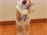 Singing Birthday Memes Karaoke Cat Imgflip