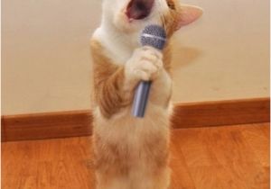 Singing Birthday Memes Karaoke Cat Imgflip