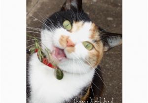 Singing Happy Birthday Cards with Name Singing Tabby Happy Birthday Greeting Cards Zazzle