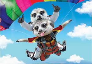 Skydiving Birthday Card 3d Holographic Birthday Card Skydiving Meerkats Funny