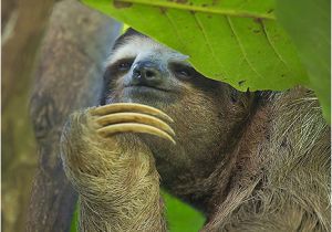 Sloth Happy Birthday Meme Happy Birthday Claudia Said Scheming Sloth Philososloth