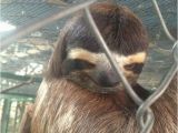 Sloth Happy Birthday Meme Happy Birthday Creepy Sloth Quickmeme 4 Birthdays