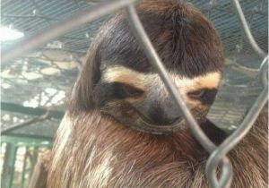 Sloth Happy Birthday Meme Happy Birthday Creepy Sloth Quickmeme 4 Birthdays