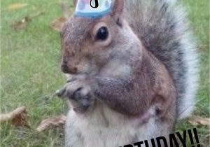 Squirrel Happy Birthday Meme Go Nuts It 39 S Your Birthday Celebrate Birthday Wishes