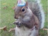 Squirrel Happy Birthday Meme Happy Birthday Lisa Super Birthday Squirrel Meme On Memegen