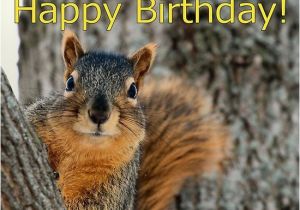 Squirrel Happy Birthday Meme Happy Birthday Squirrel Wishes Animals Pinterest