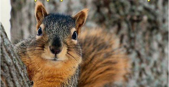 Squirrel Happy Birthday Meme Happy Birthday Squirrel Wishes Animals Pinterest