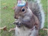 Squirrel Happy Birthday Meme Mike Meme Kappit