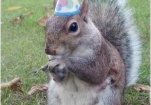 Squirrel Happy Birthday Meme Mike Meme Kappit