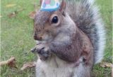 Squirrel Happy Birthday Meme Super Birthday Squirrel Memes Imgflip