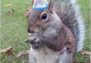 Squirrel Happy Birthday Meme Super Birthday Squirrel Memes Imgflip
