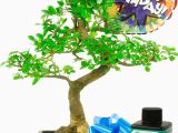 Sweet Birthday Gifts for Him Cheerful Happy Birthday Bonsai Gift Set for Him