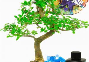 Sweet Birthday Gifts for Him Cheerful Happy Birthday Bonsai Gift Set for Him