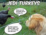 Thanksgiving Birthday Meme Pwb Furrsdai Furries and Feather It 39 Z Thanksgibbin Dai