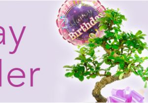 Unusual Birthday Gifts for Her Uk Pretty Unusual Bonsai Birthday Tree Gifts for Her