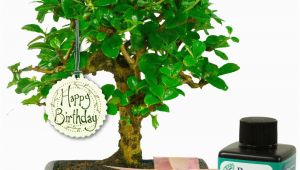 Unusual Birthday Gifts for Her Uk Unusual Birthday Gift for Her Baby Bonsai Gift