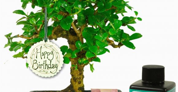 Unusual Birthday Gifts for Her Uk Unusual Birthday Gift for Her Baby Bonsai Gift
