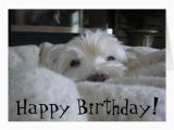 Westie Birthday Cards Cute Westie Face Photo Greeting Card Zazzle