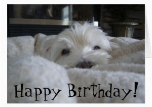 Westie Birthday Cards Cute Westie Face Photo Greeting Card Zazzle