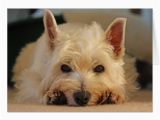 Westie Birthday Cards Happy Birthday Card Westie Card Zazzle Com