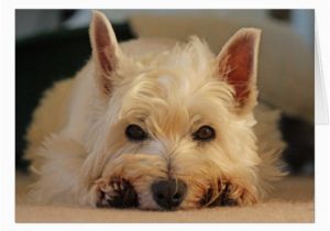 Westie Birthday Cards Happy Birthday Card Westie Card Zazzle Com